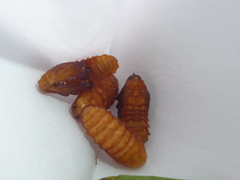 Odontota dorsalis