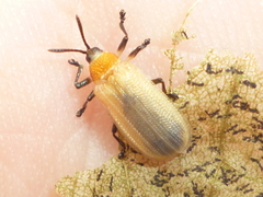 Odontota dorsalis