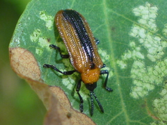 Odontota dorsalis