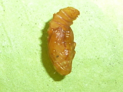 Odontota dorsalis