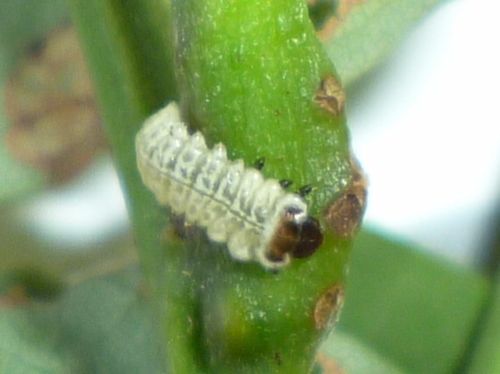 Locust Leafminer photo 3