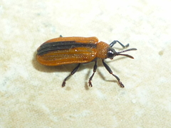 Odontota dorsalis