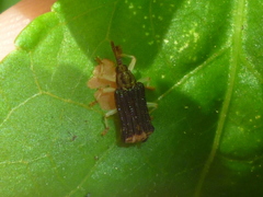 Sumitrosis rosea