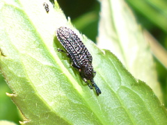 Microrhopala excavata