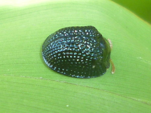 Chrysomelidae image