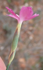 Dianthus thunbergii