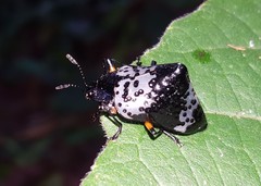 Cypherotylus borgmeieri