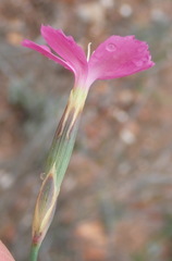 Dianthus thunbergii