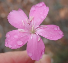 Dianthus thunbergii
