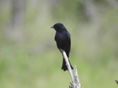 Dicrurus adsimilis fugax