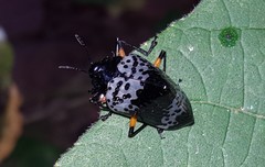 Cypherotylus borgmeieri