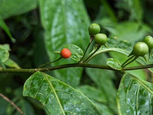 Capsicum lycianthoides (Capsicum lycianthoides)