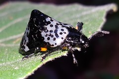 Cypherotylus borgmeieri