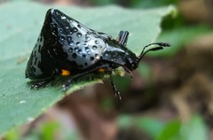 Cypherotylus borgmeieri