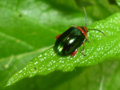 Kuschelina gibbitarsa