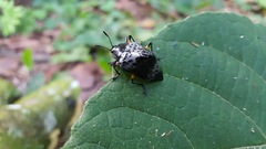 Cypherotylus borgmeieri