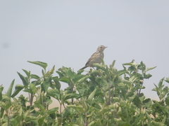 Anthus hellmayri