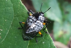 Cypherotylus borgmeieri