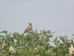 Anthus hellmayri