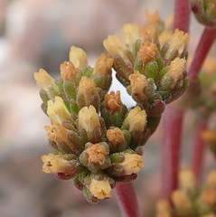 Crassula pubescens