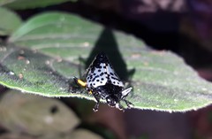 Cypherotylus borgmeieri