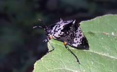 Cypherotylus borgmeieri