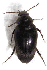 Eucinetus stewarti