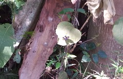 Panara soana