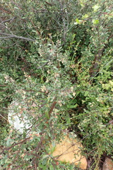 Diospyros glabra