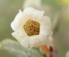 Diospyros glabra