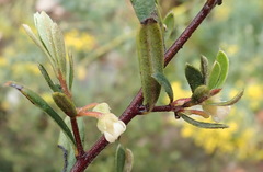 Diospyros glabra