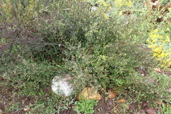 Diospyros glabra