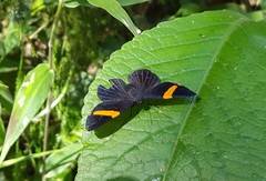 Panara soana