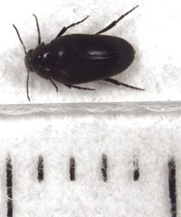 Eucinetus stewarti