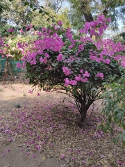 Bougainvillea