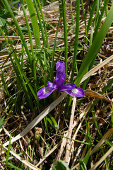 Iris ruthenica