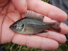 Lepomis miniatus