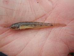 Ctenogobius boleosoma