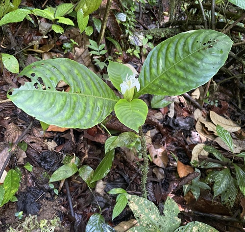 Aphelandra dolichantha image