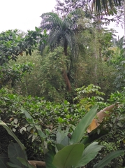 Bactris gasipaes chichagui