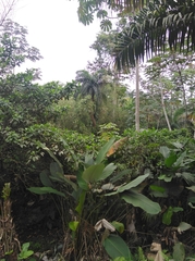 Bactris gasipaes chichagui