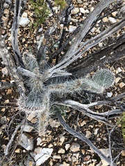 Opuntia trichophora