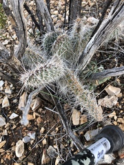 Opuntia trichophora