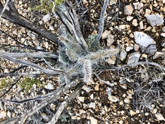 Opuntia trichophora