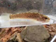 Etheostoma crossopterum