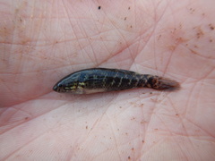 Dormitator maculatus