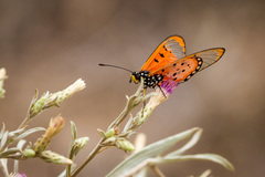 Acraea neobule neobule