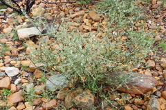 Psoralea spissa