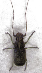 Lawsonia variabilis