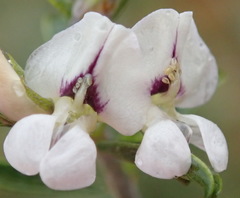 Psoralea spissa